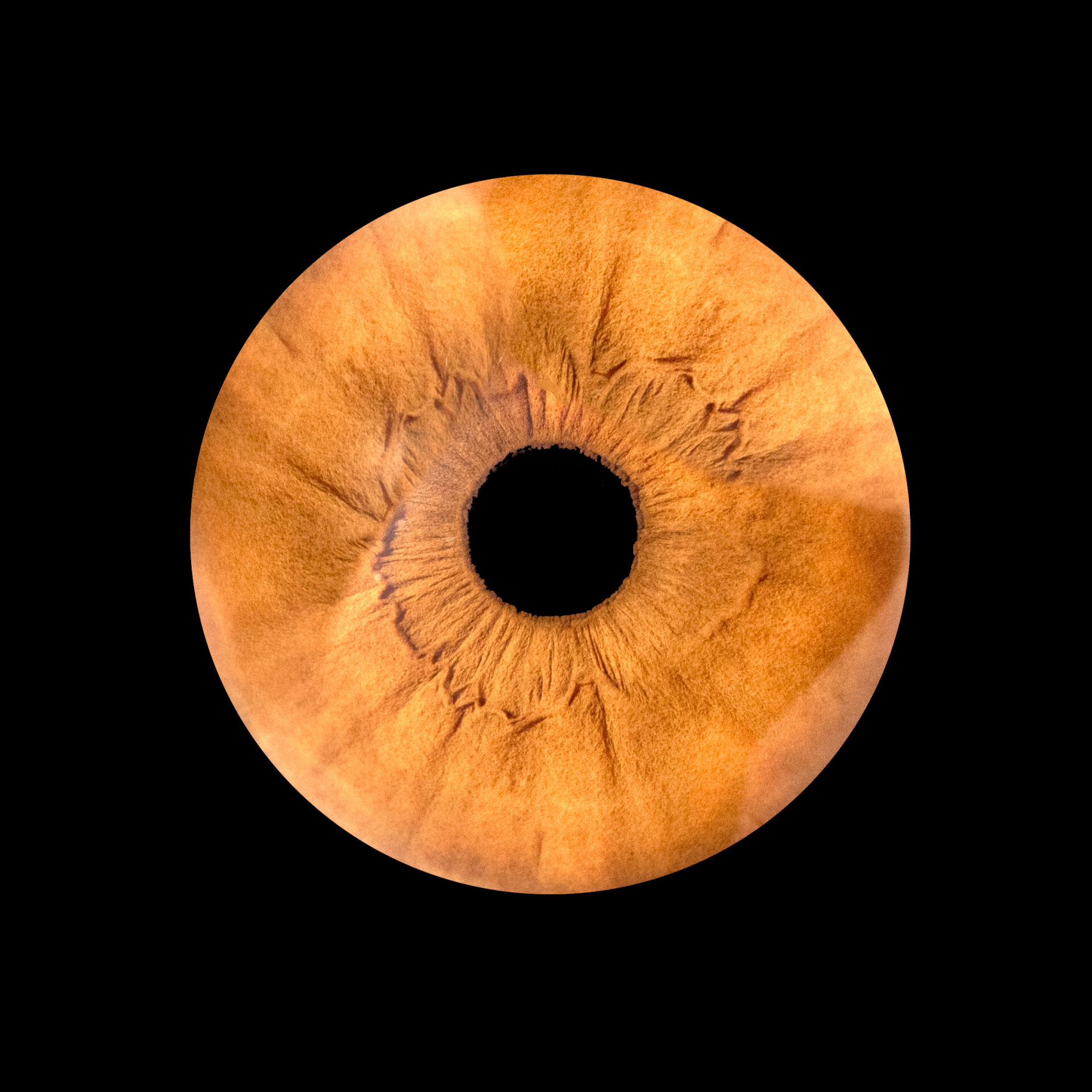 Séance Photo iris - votre oeil comme vous ne l'avez jamais vu !