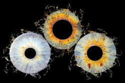 Séance Photo iris - votre oeil comme vous ne l'avez jamais vu !